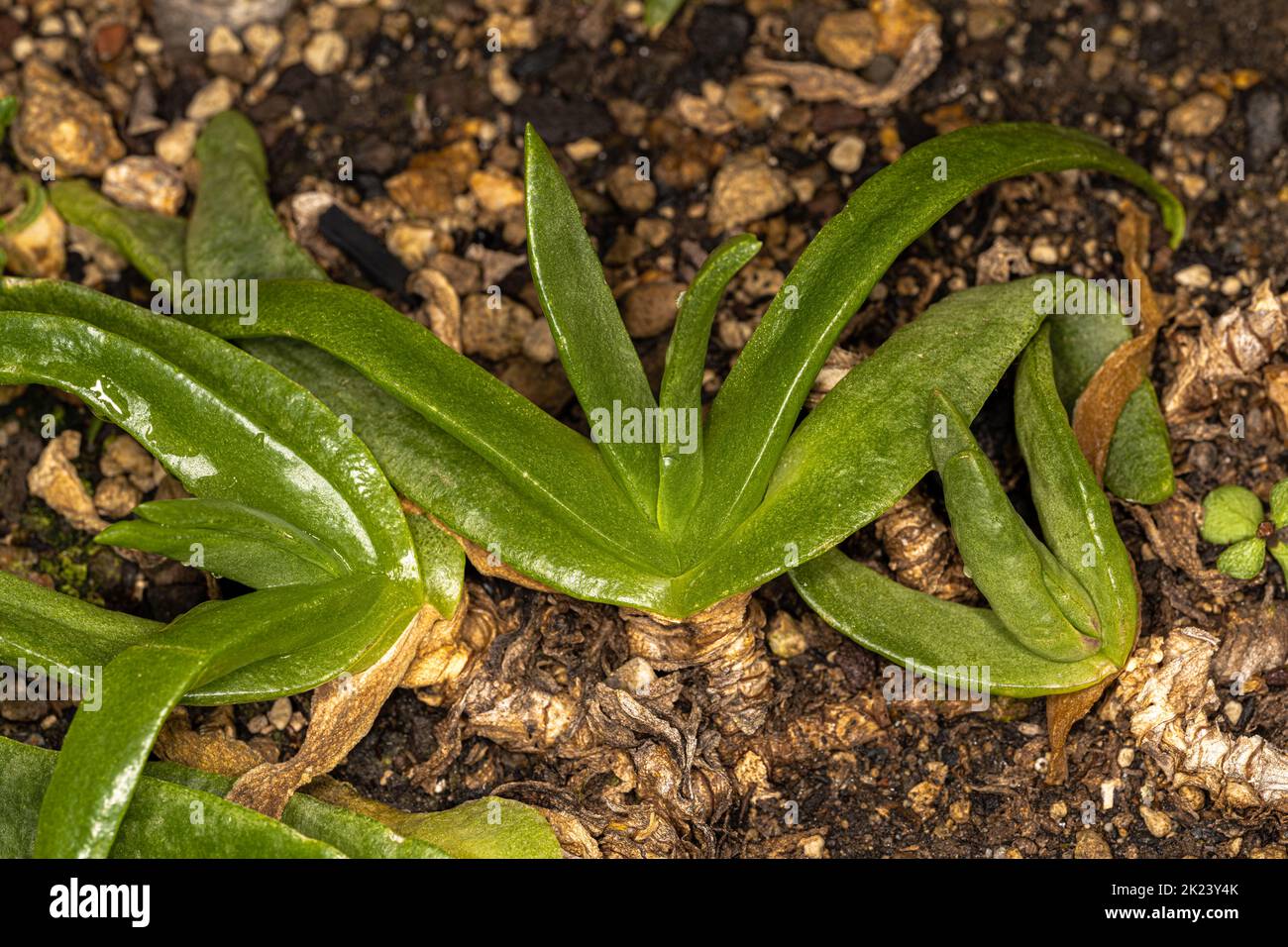 Leaves of Tongue-leaf Plant (Glottiphyllum longum) Stock Photo