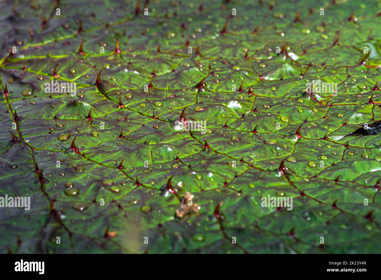 Leaf of Prickly Waterlily or Gorgon Plant (Euryale ferox) Stock Photo