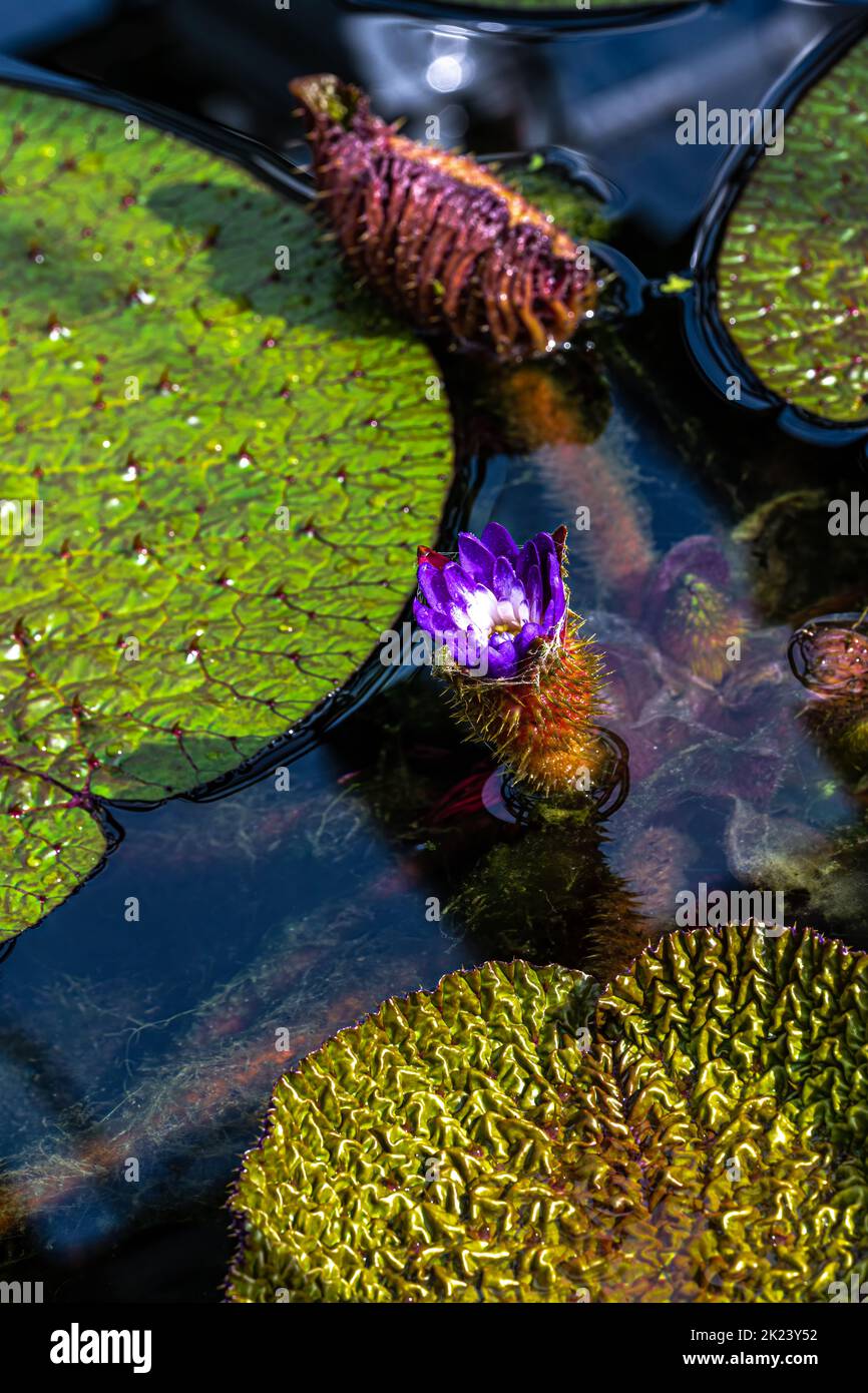 Flower of Prickly Waterlily or Gorgon Plant (Euryale ferox) Stock Photo