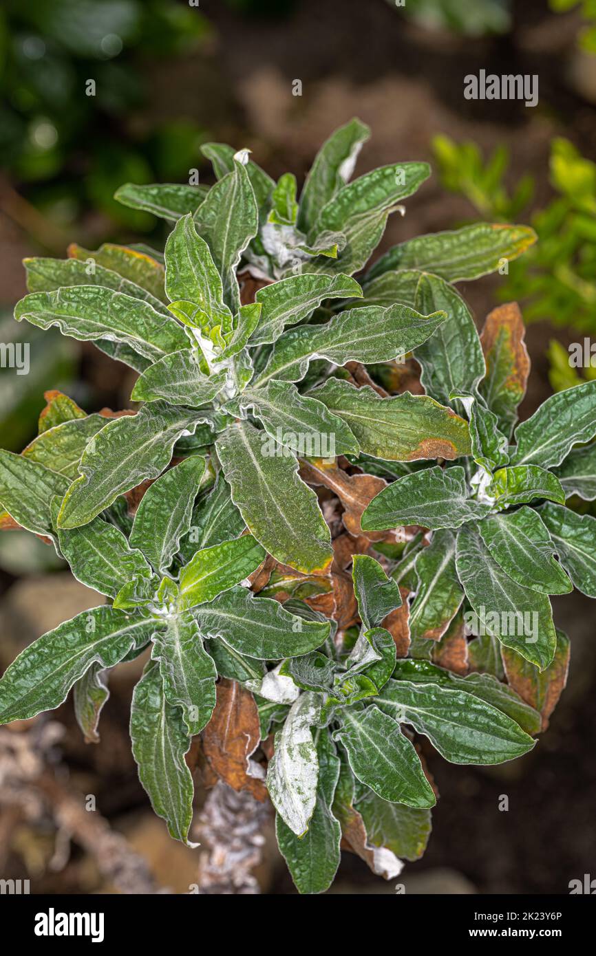 Leaves of Yellow Everlasting (Helichrysum foetidum) Stock Photo