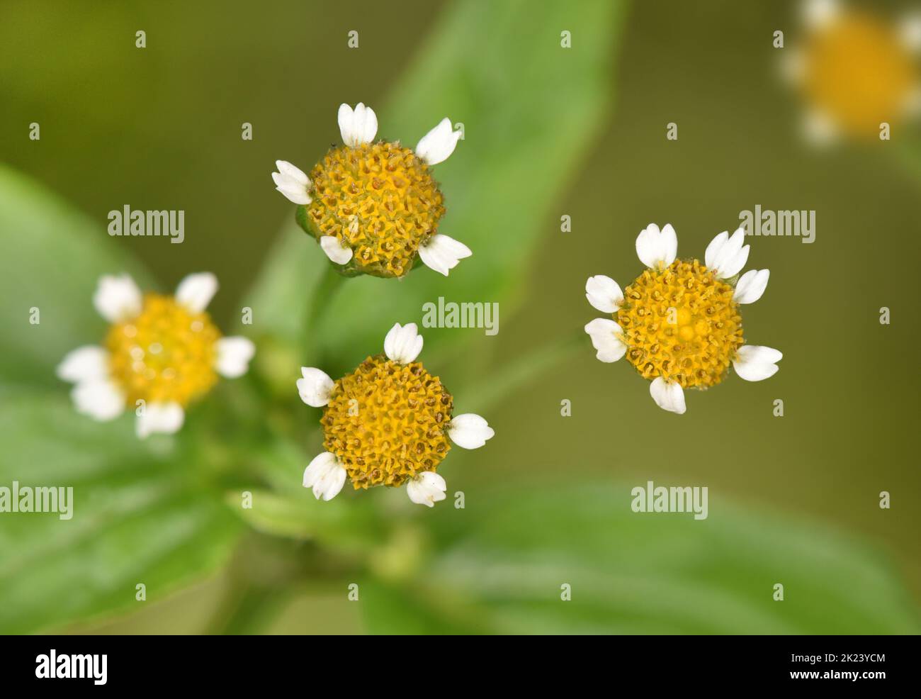 Gallantsoldier Gallinsoga parviflora Stock Photo Alamy