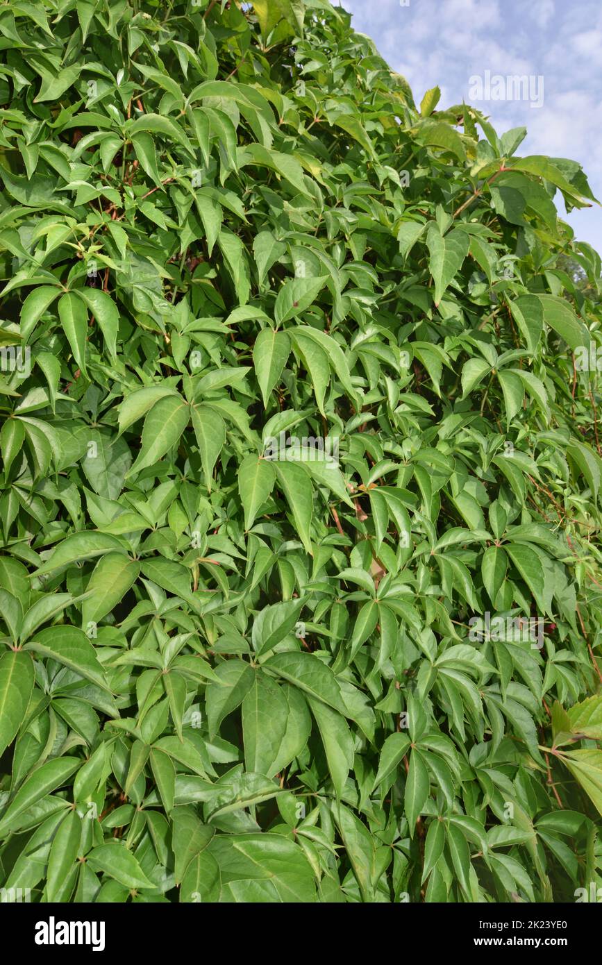 Virginia-creeper - Parthenocissus quinquefolia Stock Photo