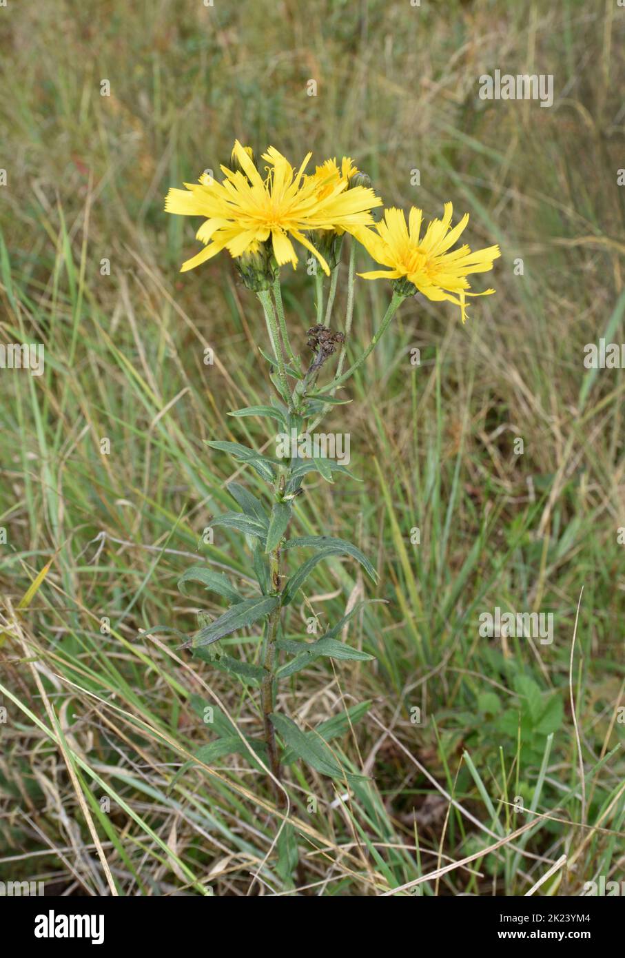 Umbellate Hawkweed - Hieracium umbellatum Stock Photo