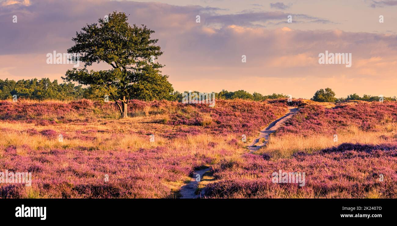 A morning in August and the heather is in bloom in the Gasterse Duinen, near the village of Gasteren in the province of Drenthe, the Netherlands. The Stock Photo