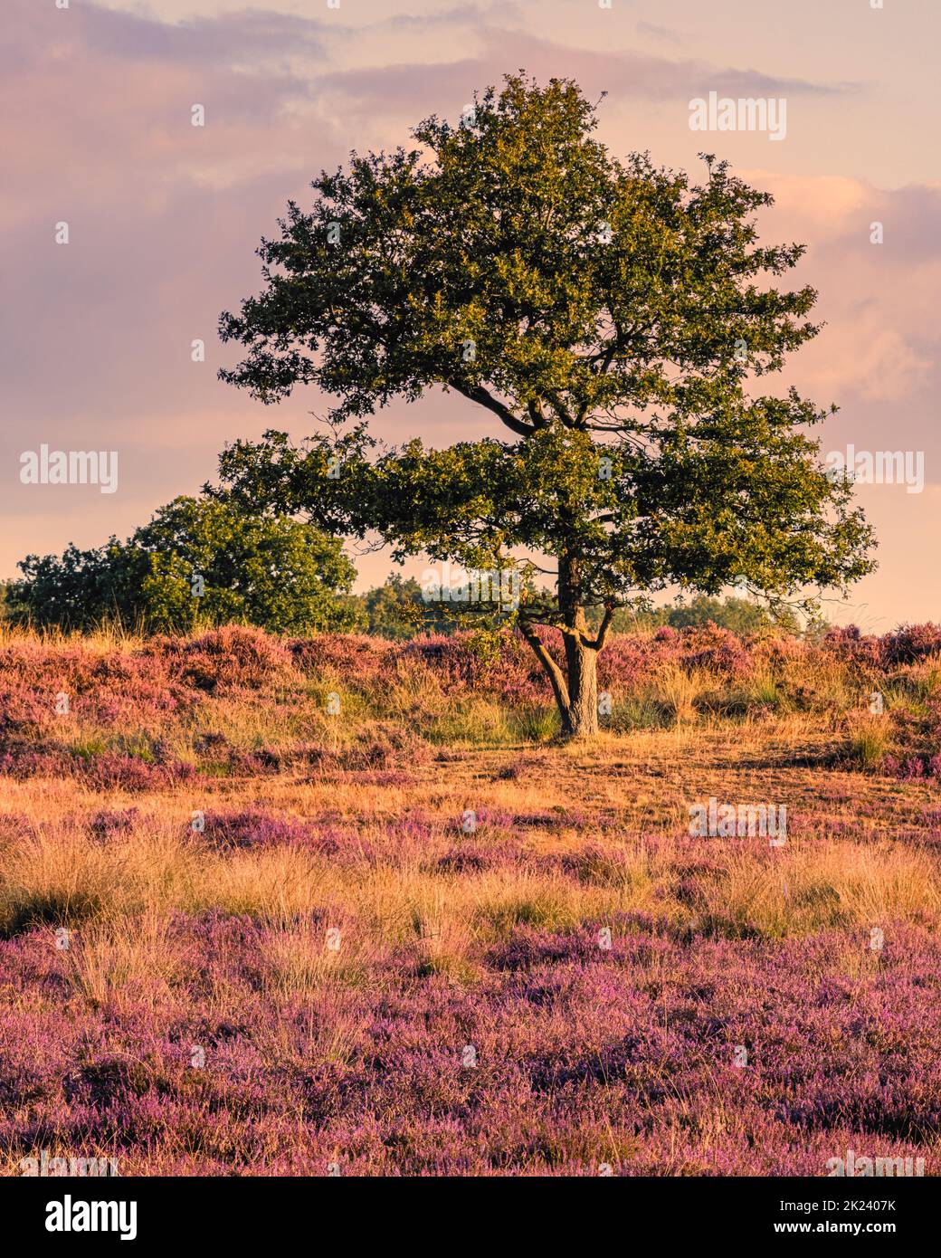 a-morning-in-august-and-the-heather-is-in-bloom-in-the-gasterse-duinen