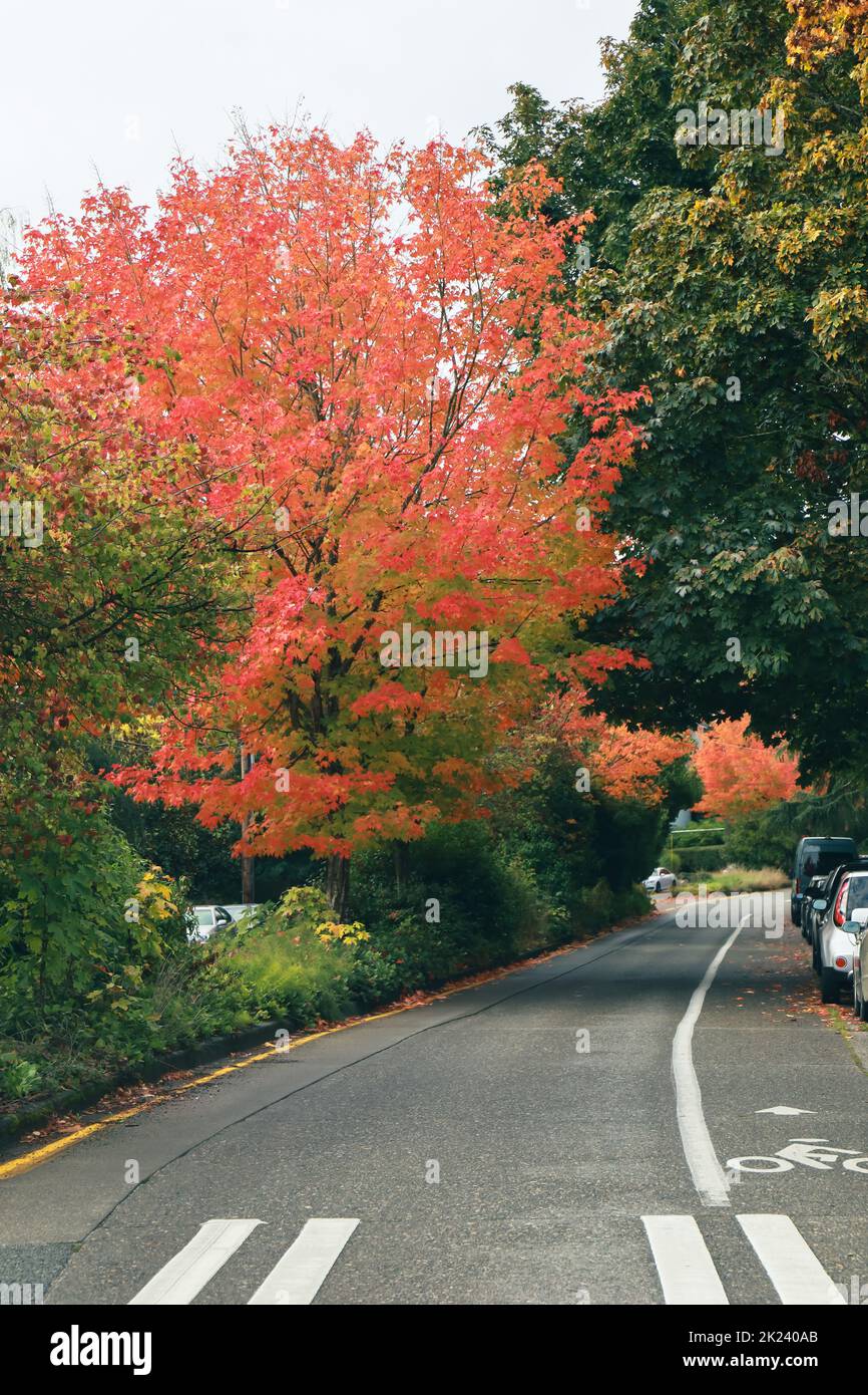 A brightly colored tree lined road in Seattle in the fall autumn with cars parked around the curb. Stock Photo