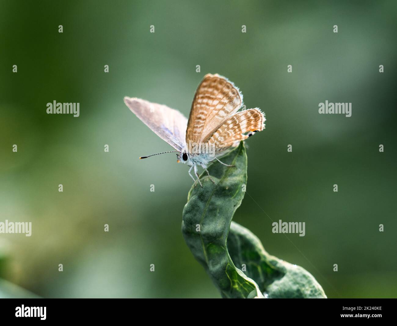 A small pea blue butterfly, Lampides boeticus, feeds from colorful pink flowers near Yokohama, Japan Stock Photo