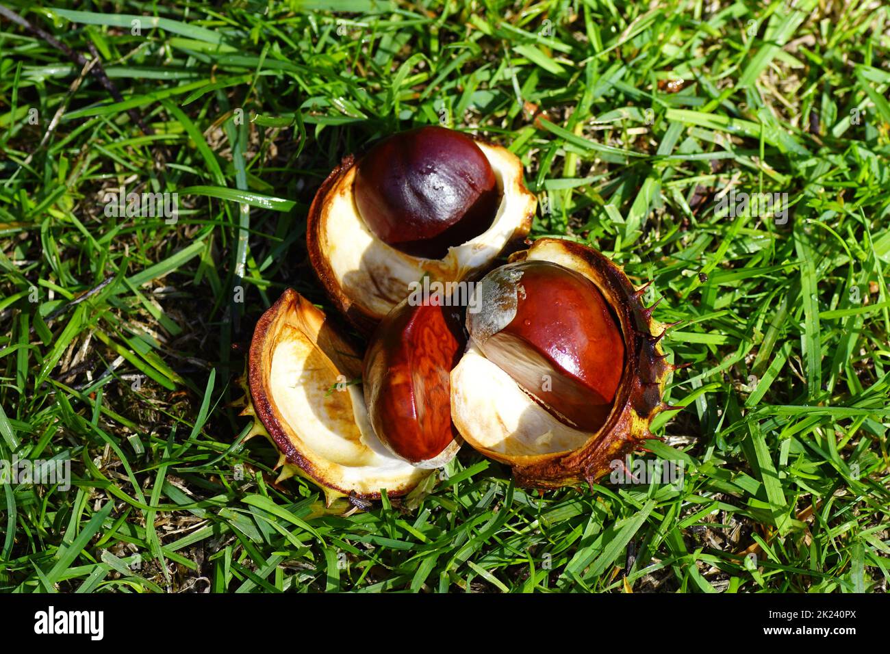 Common horse chestnut (Aesculus hippocastanum), chestnut with husk. In the grass of the lawn of in a Dutch garden in September. Netherlands Stock Photo
