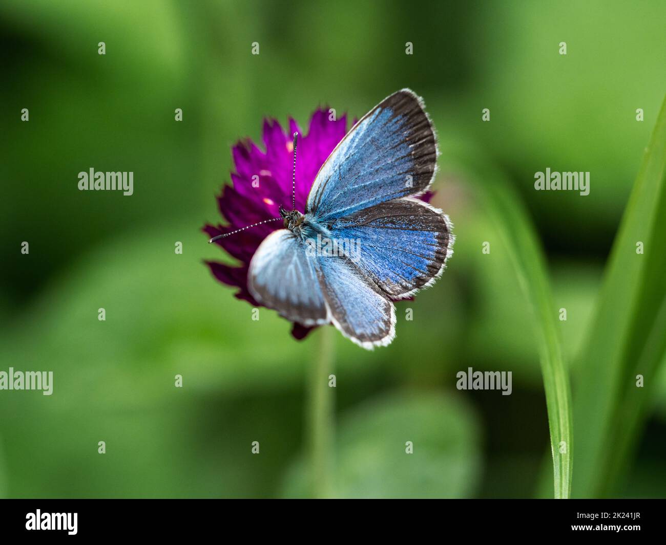 Short-tailed Blue butterfly, Cupido argiades, drinking nectar from small amaranth flowers in Yokohama, Japan. Stock Photo