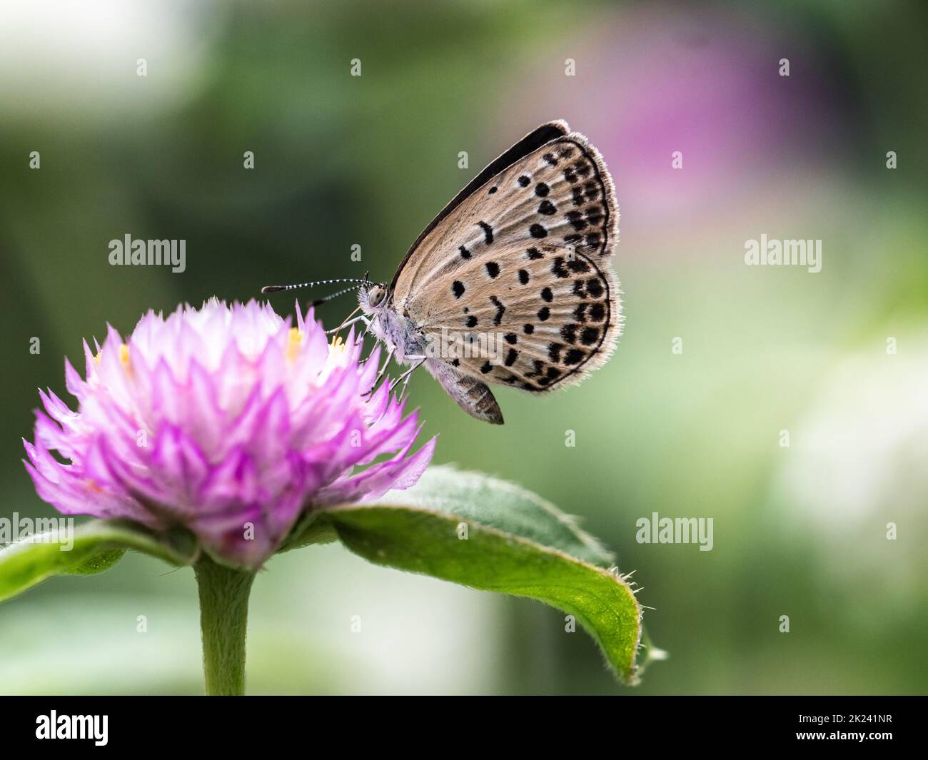 Pale grass blue butterflies hires stock photography and images Alamy