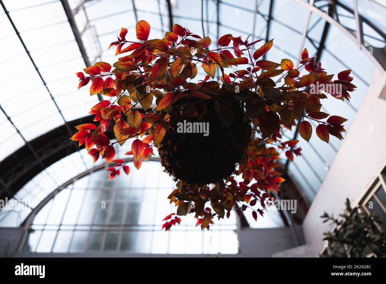 hanging plant in a greenhouse Stock Photo Alamy