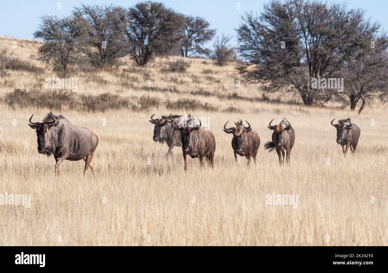 Wildebe Blue Wildebeest antelope in Kalahari savannah Stock Photo - Alamy