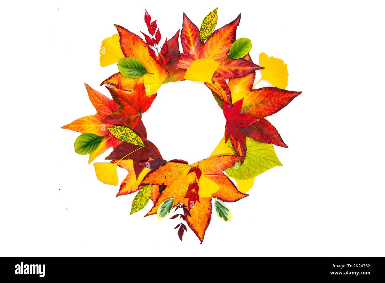 Autumn leaves frame. Fall leaf border, autumnal background. Autumn maple leaves isolated on white. Falling leaves natural background. Isolated object. Stock Photo