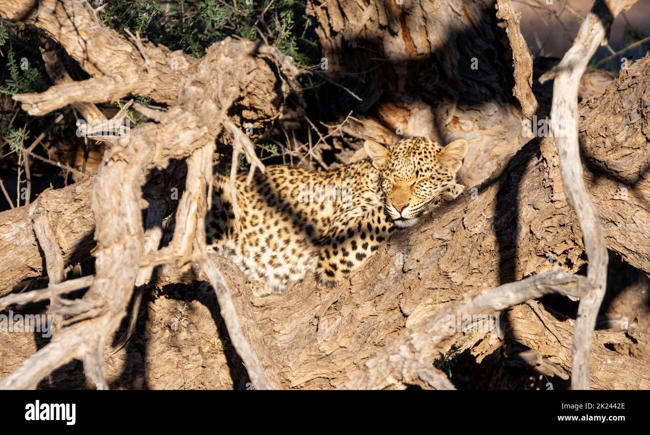 A female Leopard in a tree in Kalahari savannah Stock Photo - Alamy
