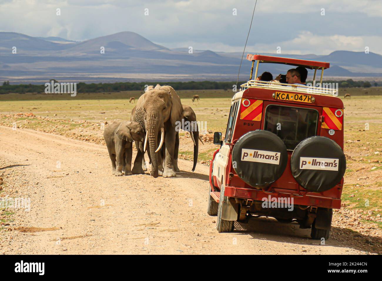 Amboseli National Park, Kenya - 28 October 28 2017: Herd of large African elephants walking close the cars in Amboseli National Park, Kenya. They cros Stock Photo