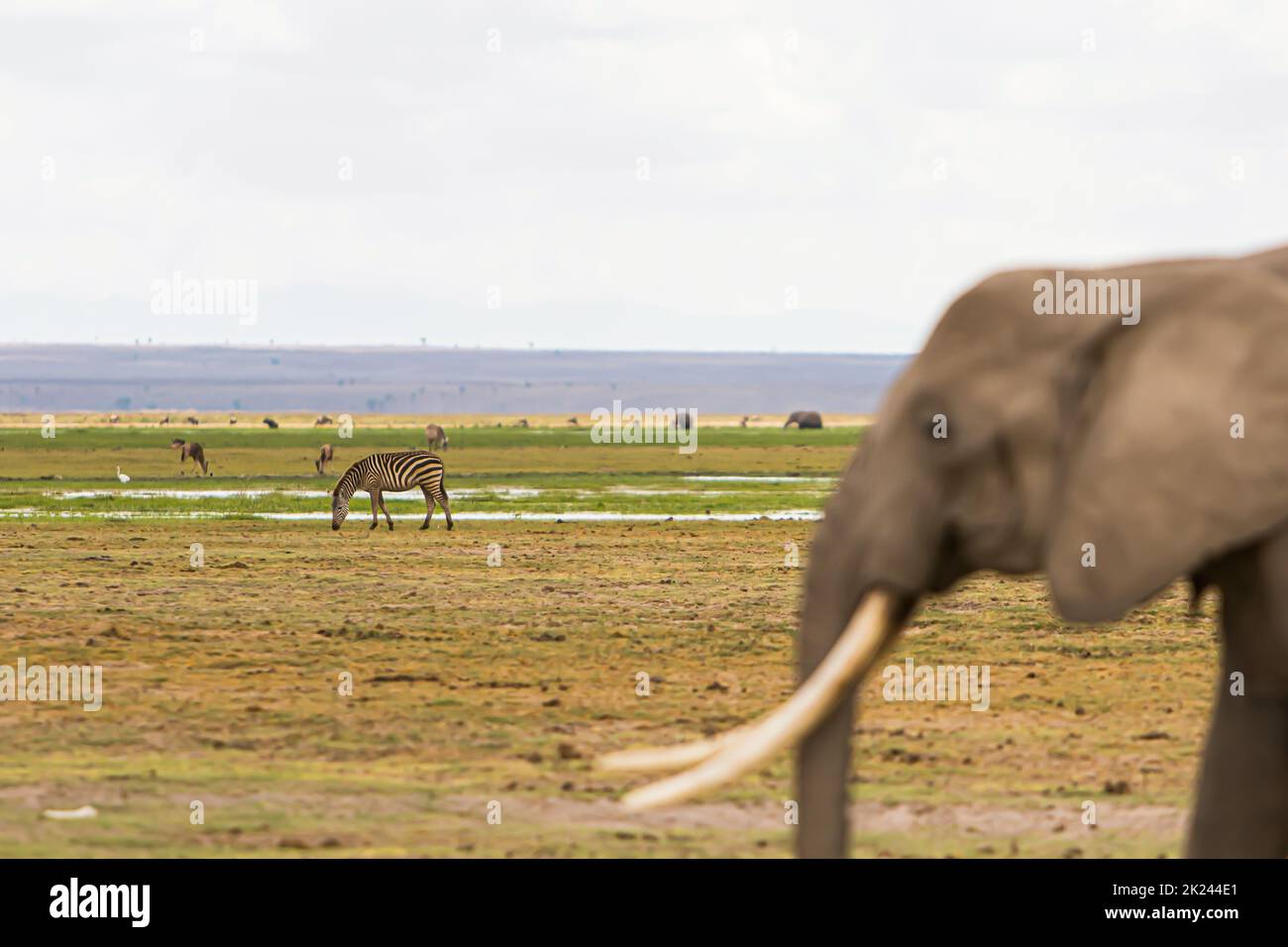 Zebras and elephant in Amboseli National Park, Kenya Stock Photo