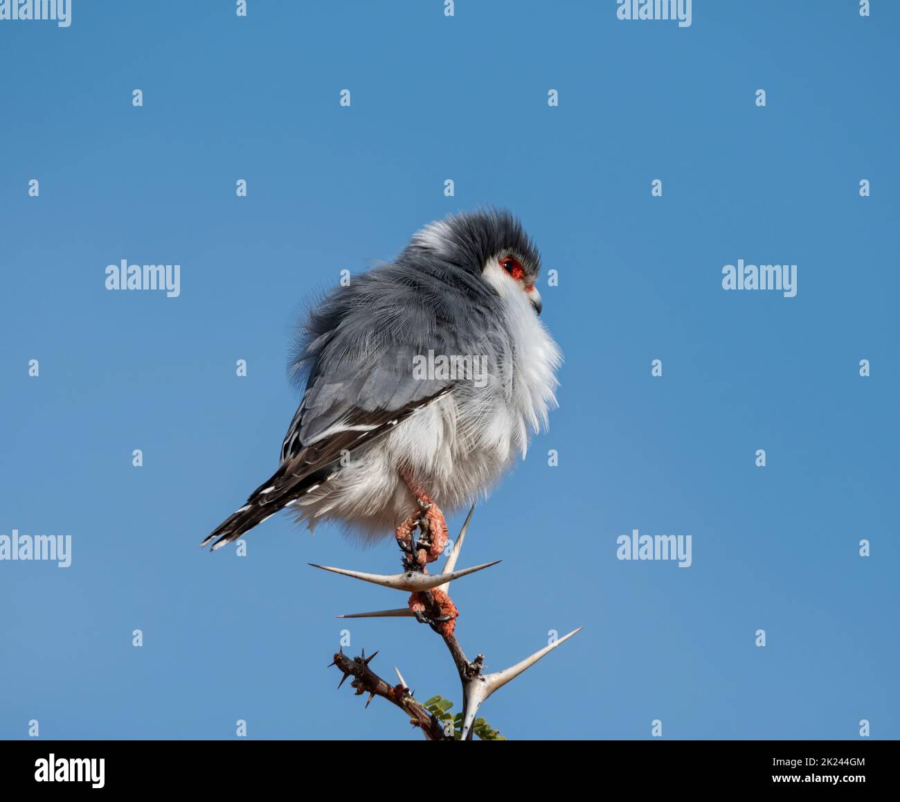 A Pygmy Falcon perched in a tree in Southern African savanna Stock ...