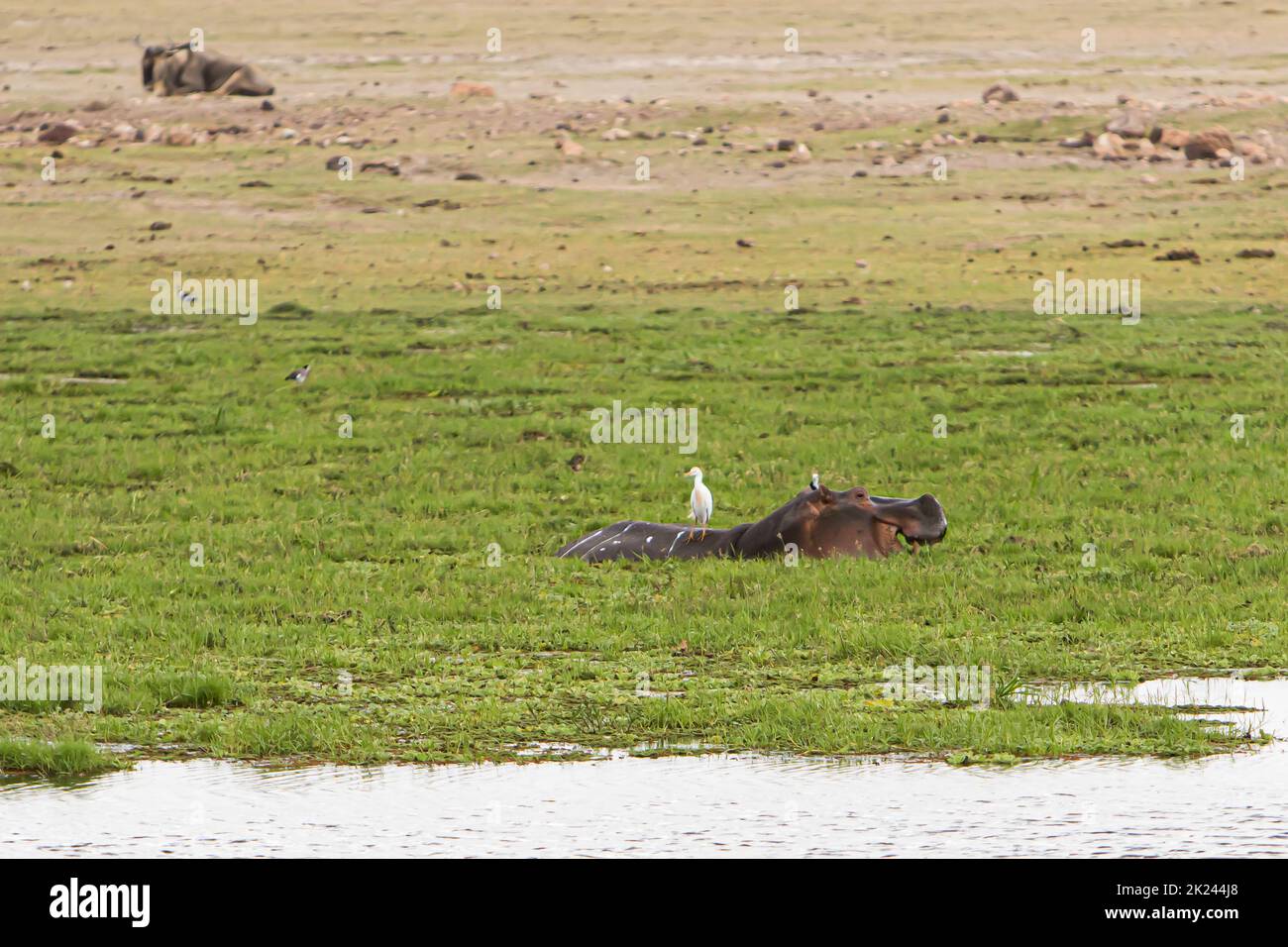 Hippopotamus above water with a bird on the top, in Amboseli National Park, Kenya Stock Photo