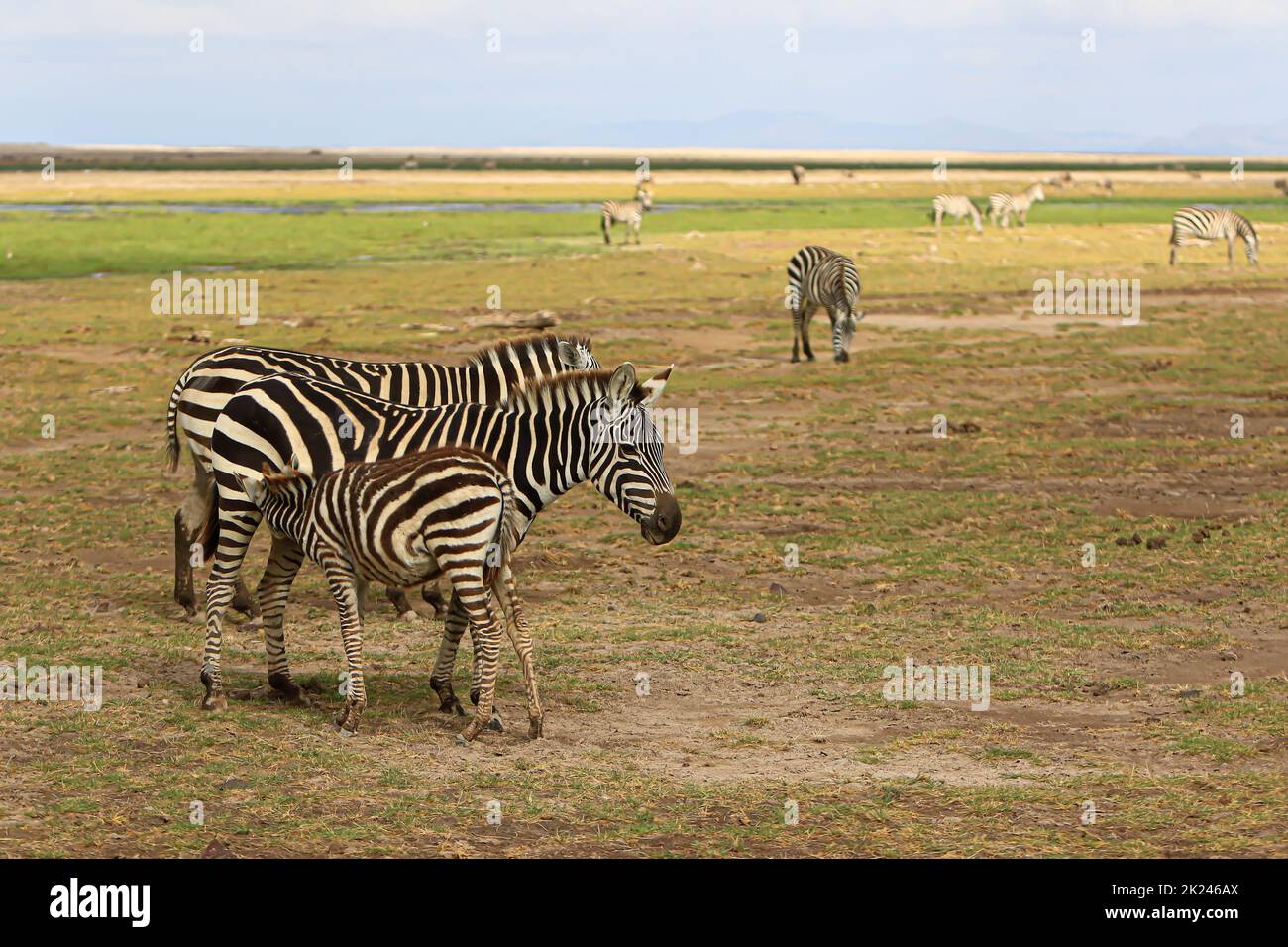 Breastfeeding of a baby zebra in Amboseli National Park, Kenya Stock Photo