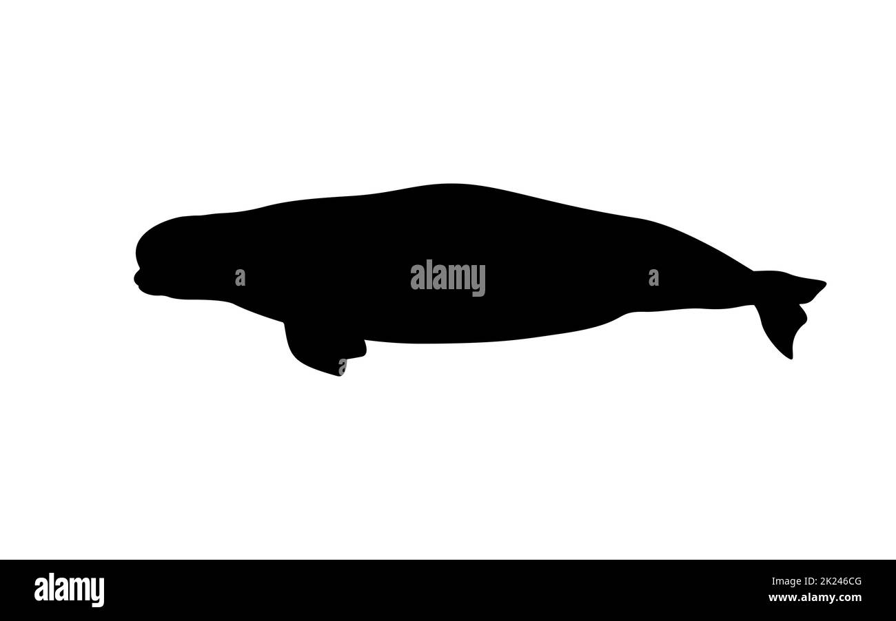 Silhouette of a beluga whale. Vector illustration of black silhouette whale beluga isolated on white. Logo icon, side view. Stock Vector