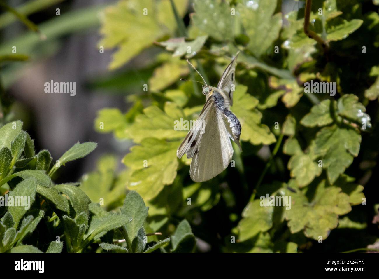 Small White butterfly (Pieris rapae) flying over red busy lizzie flowers in a garden, UK wildlife Stock Photo