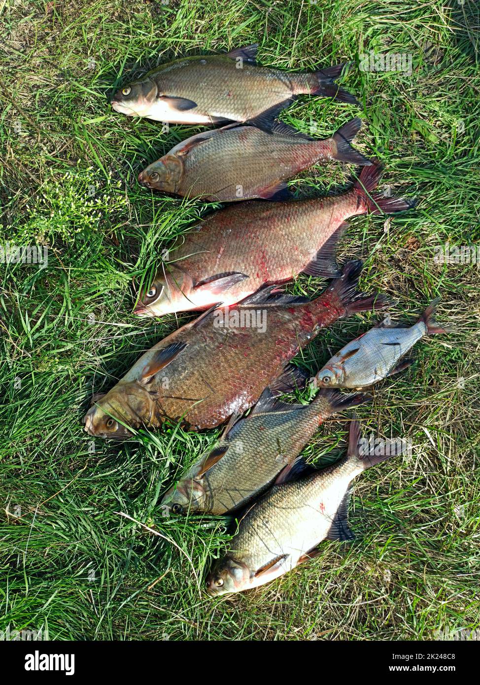 Breames of different sizes on green grass. Successful fishing rich catch. Big breams and silver bream caught in river. Enjoyable hobby. Lucky fishing. Stock Photo