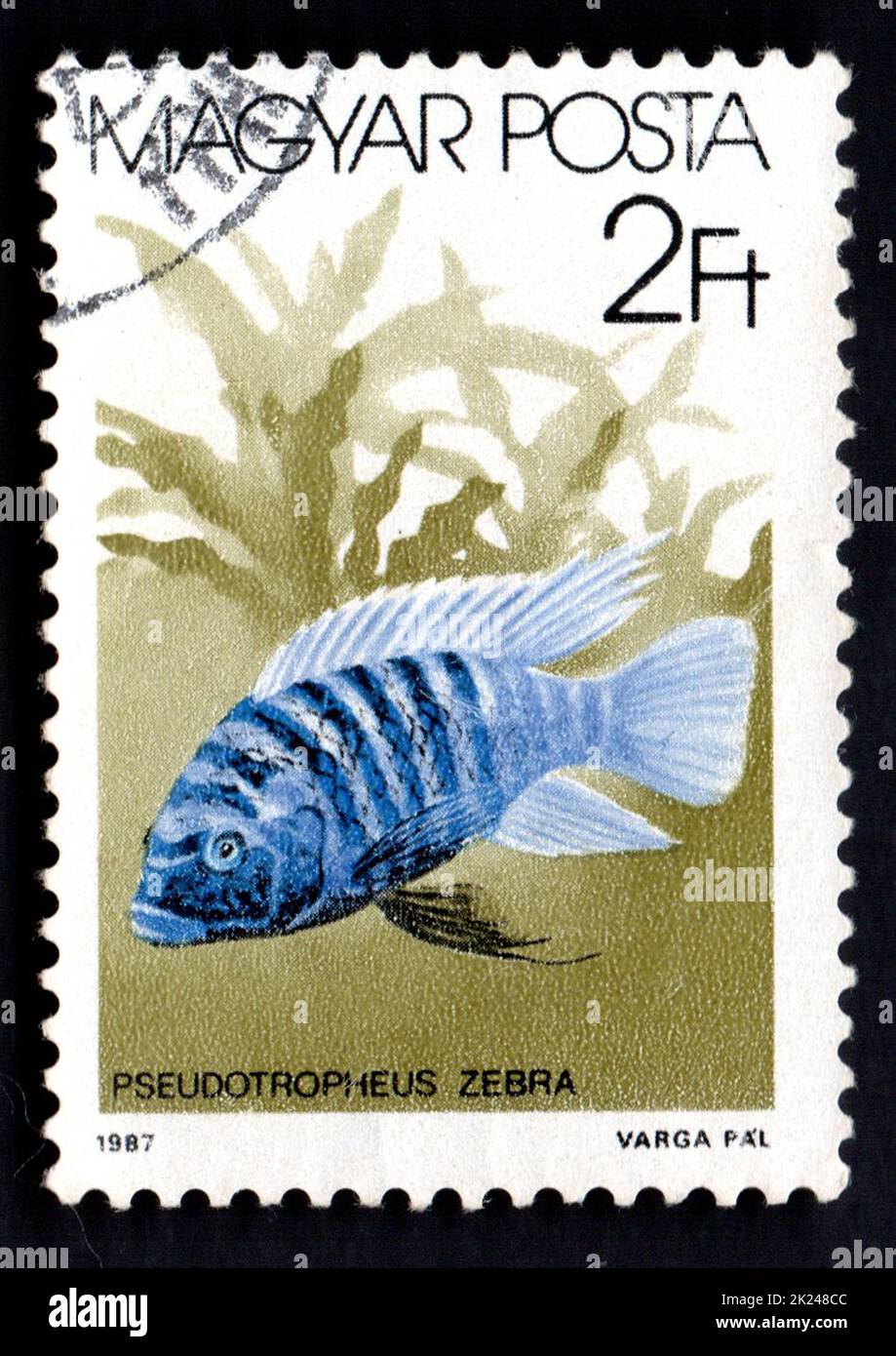 HUNGARY CIRCA 1987: A post stamp printed in HUNGARY shows Zebra Mbuna. Pseudotropheus zebra the series The fishes. Circa 1987. Postage stamp with sea Stock Photo