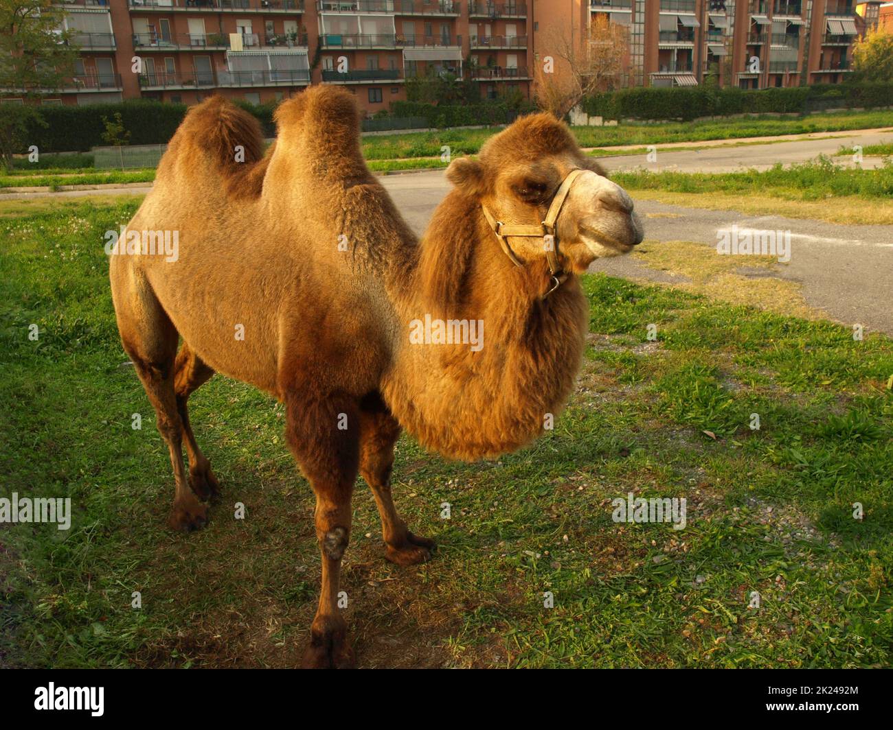 bactrian camel (scientific name Camelus bactrianus) of animal class Mammalia (mammals) Stock Photo