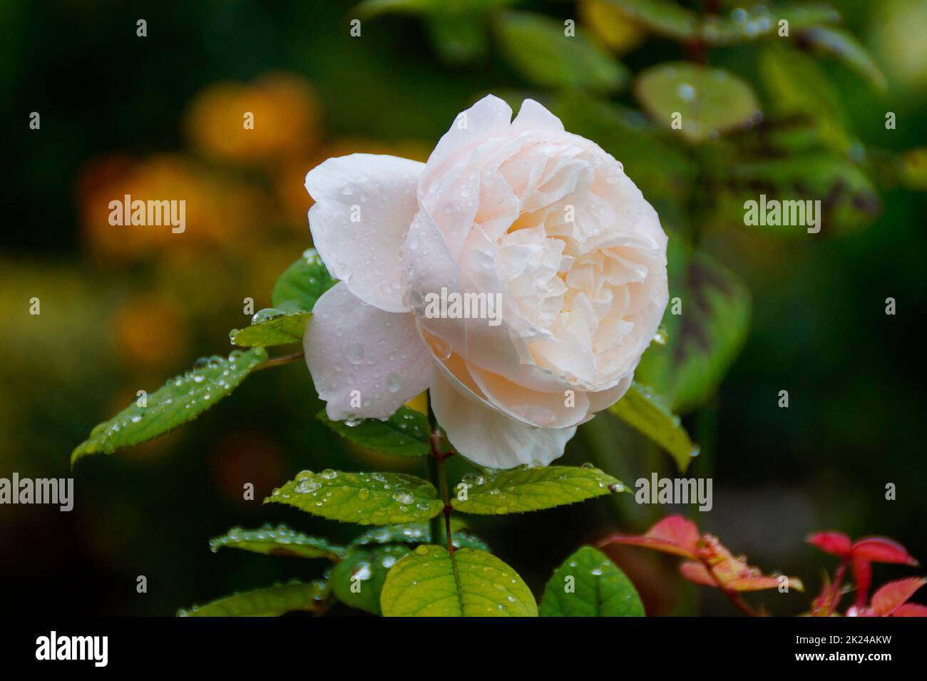 a gorgeous melancholic white rose with light pink tinge covered with raindrops Stock Photo