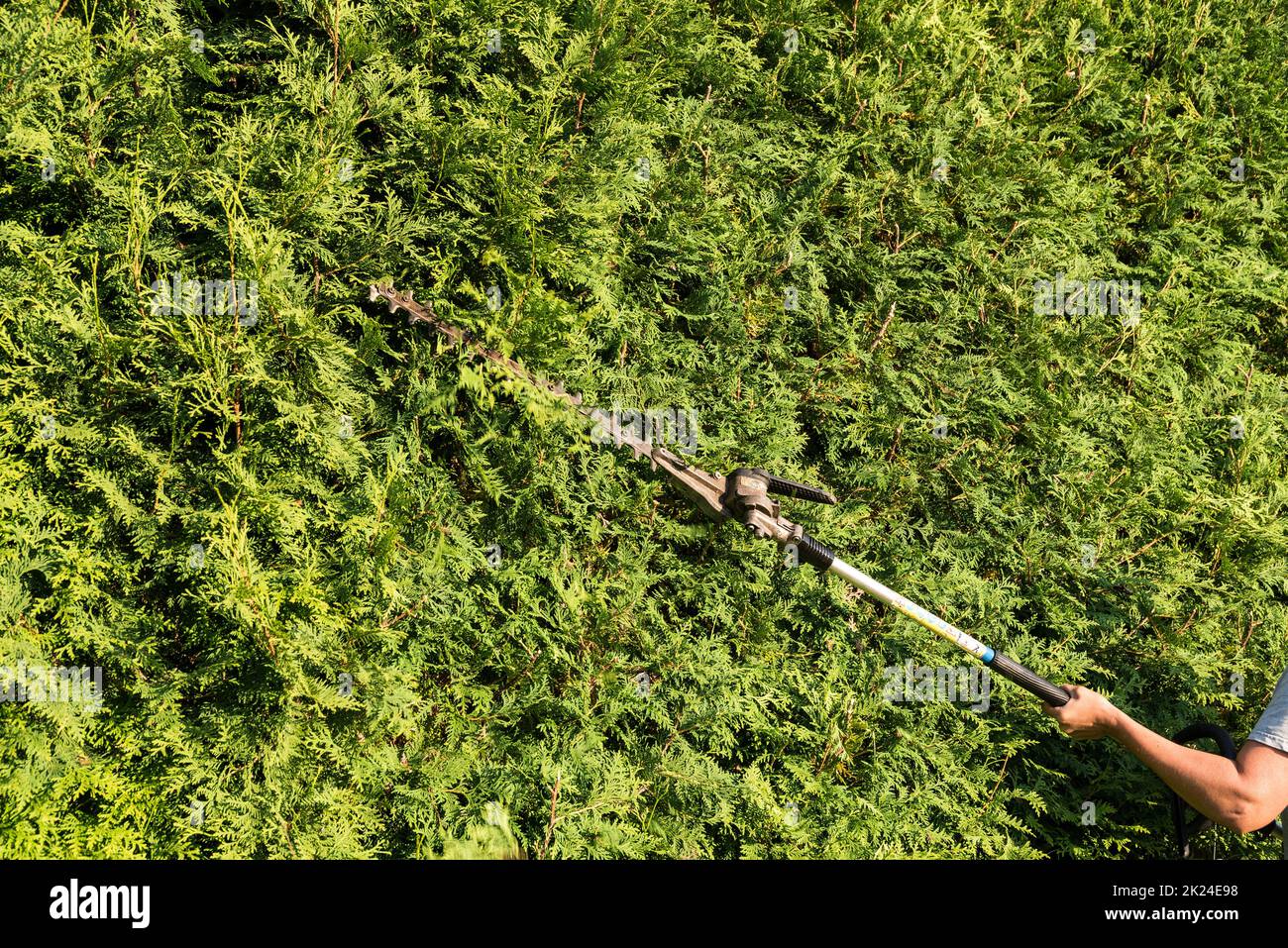 Landscape gardener cuts thuja hedge with hedge trimmer - detail Stock Photo