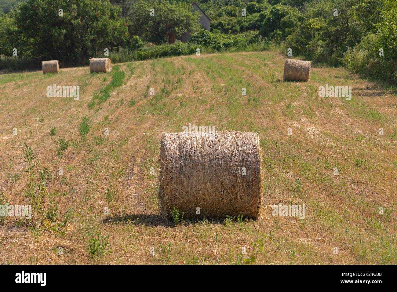 Round Hay Bales at Agriculture Meadow Field Summer Day Stock Photo