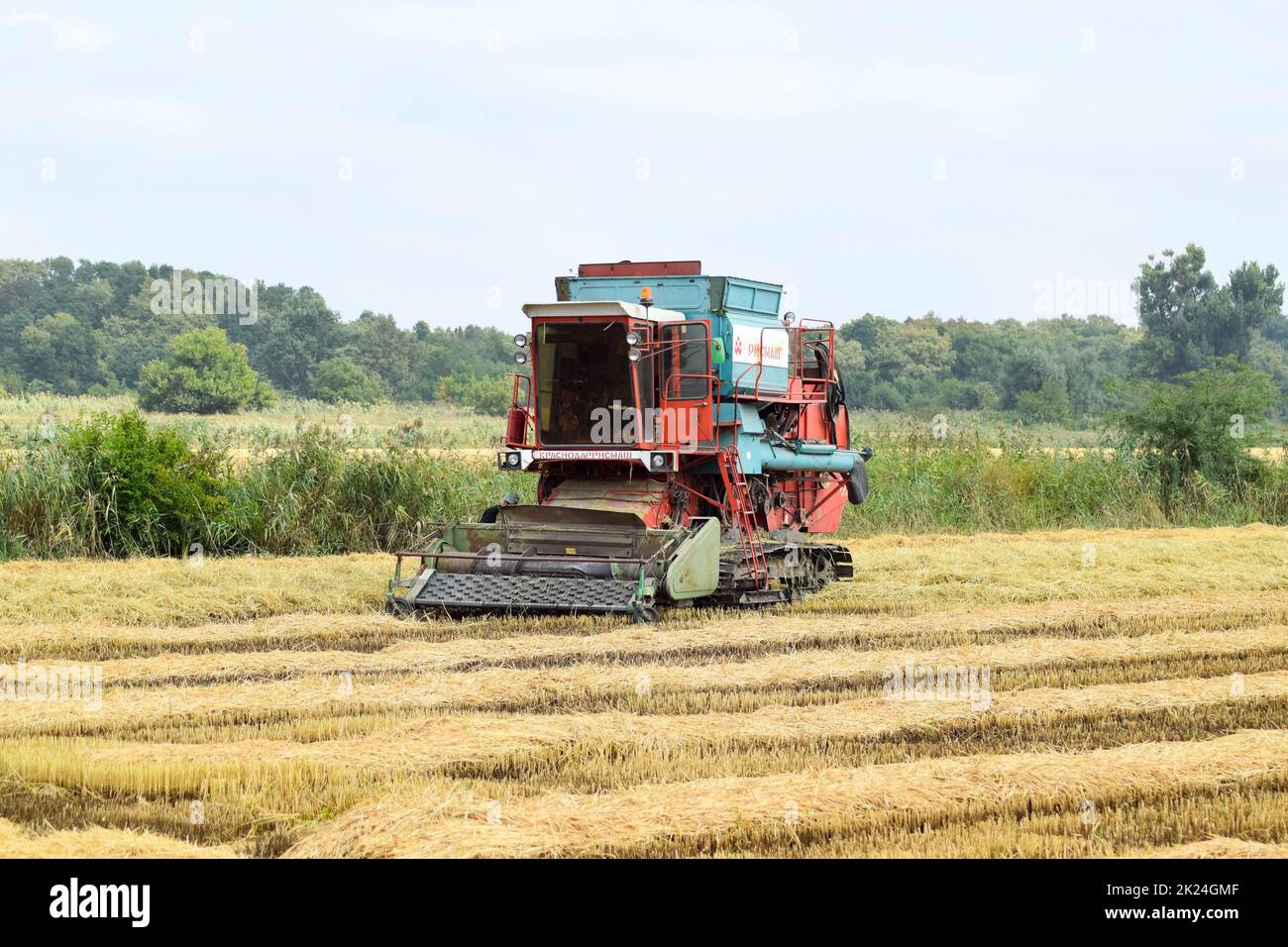 Russia, Poltavskaya village - September 27, 2017: Rice harvesting by ...