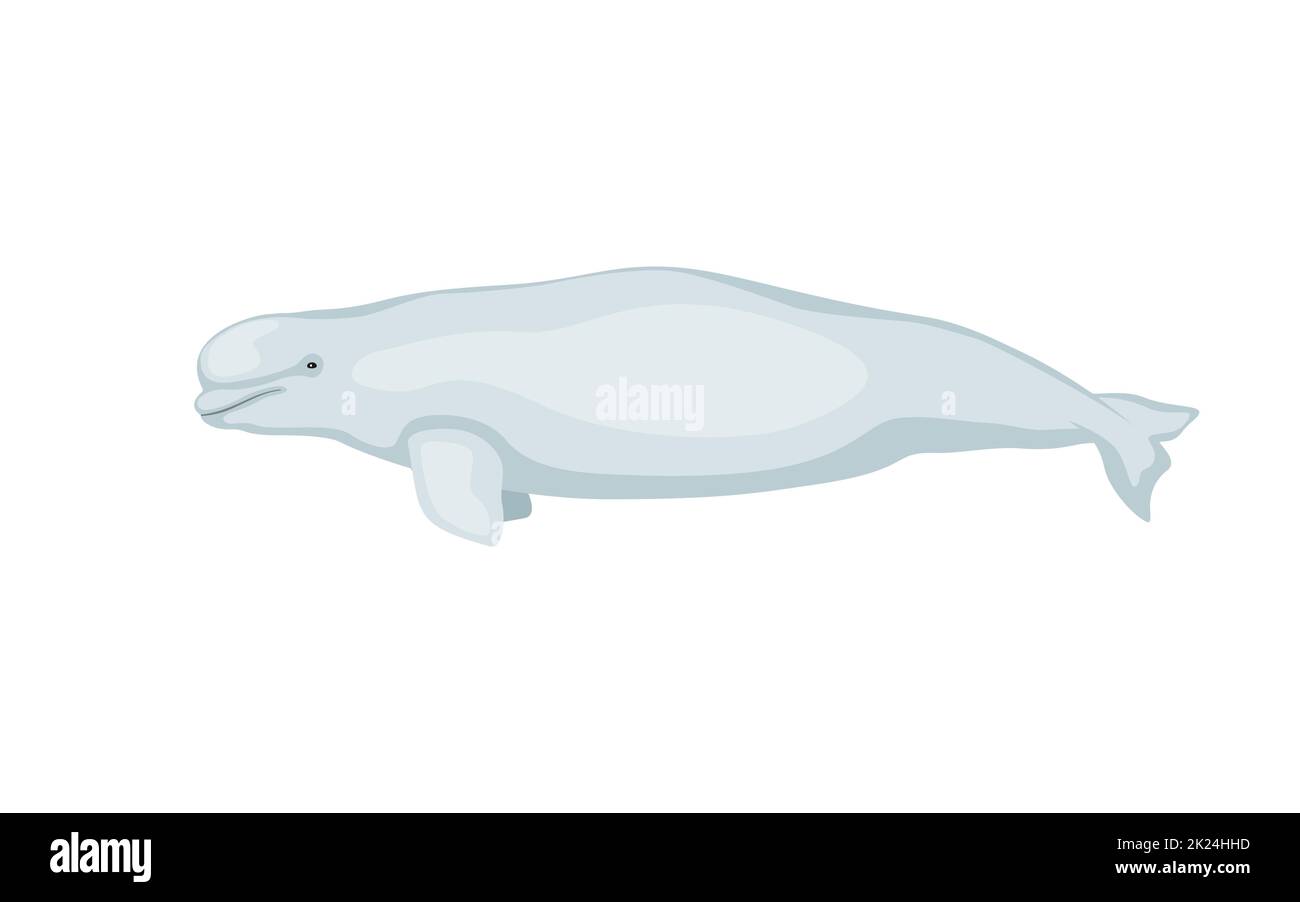 White whale beluga. Vector illustration of cartoon cute beluga whale isolated on white. Flat design, side view. Stock Vector