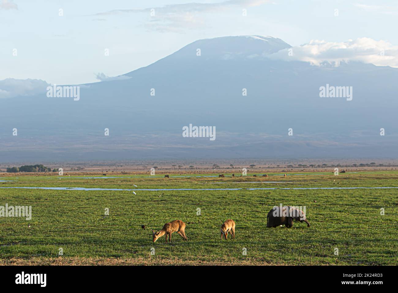 View of the savannah in Amboseli National Park, Kenya, with elephants and other animals and