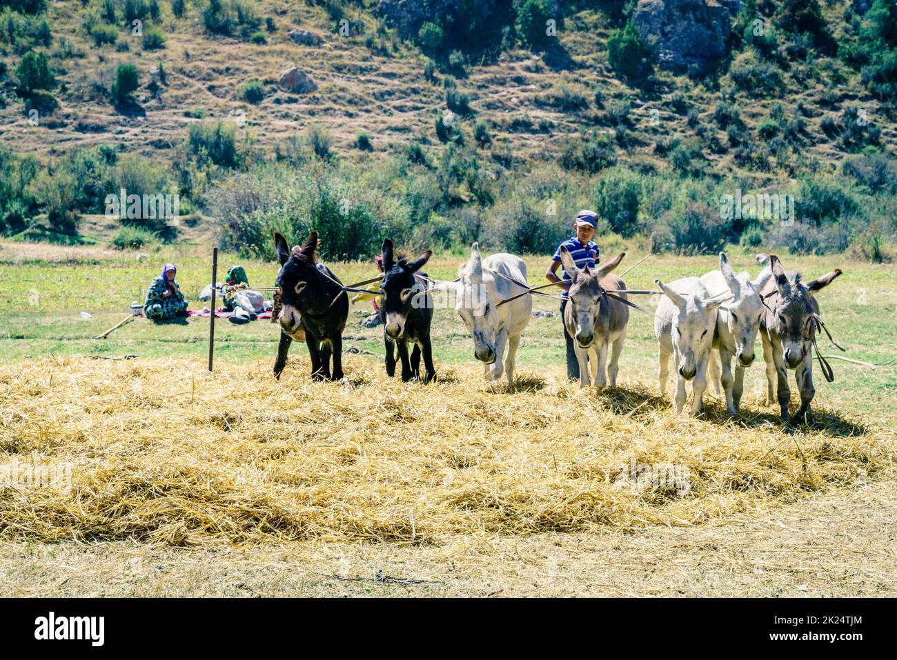 August 27, 2016, A boy guides donkeys walking on spread hay  near Lake Iskanderkul in Tajikistan Stock Photo