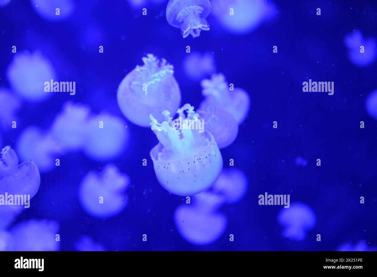 Haus des Meeres in Wien, Österreich, Europa House of the Sea in