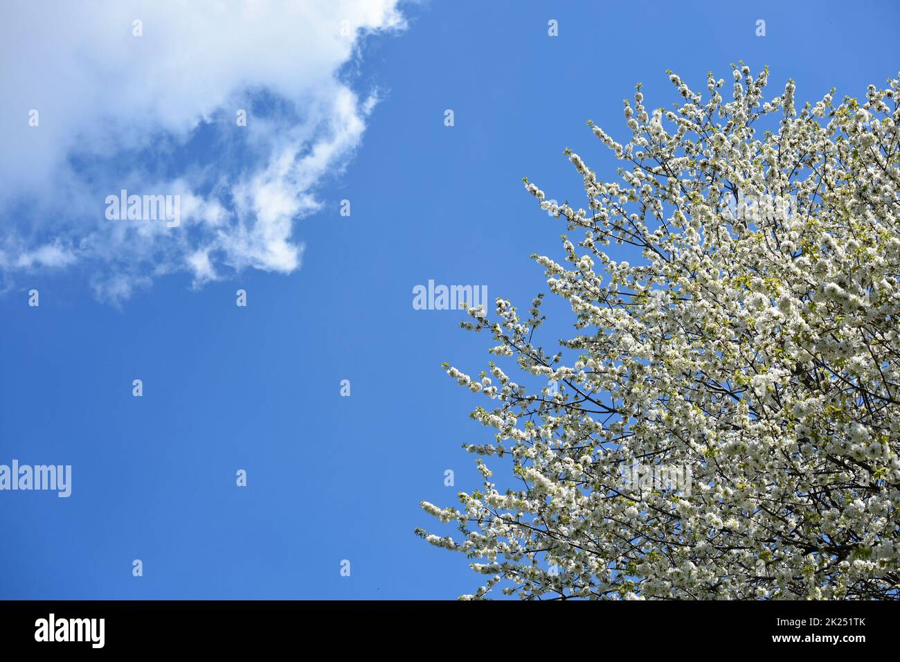 Baum mit weißen Blüten im Frühling mit blauem Himmel und Wolke - Tree with white flowers in spring with blue sky and cloud Stock Photo