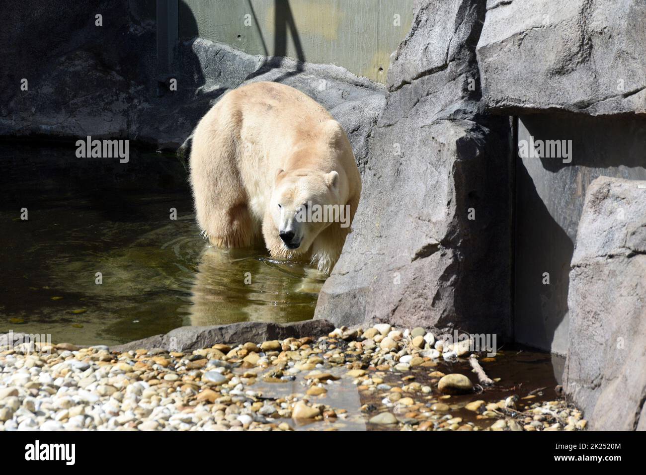 Eisbär im Zoo Schönbrunn in Wien, Österreich, Europa - Ice bear in Schönbrunn Zoo in Vienna, Austria, Europe Stock Photo