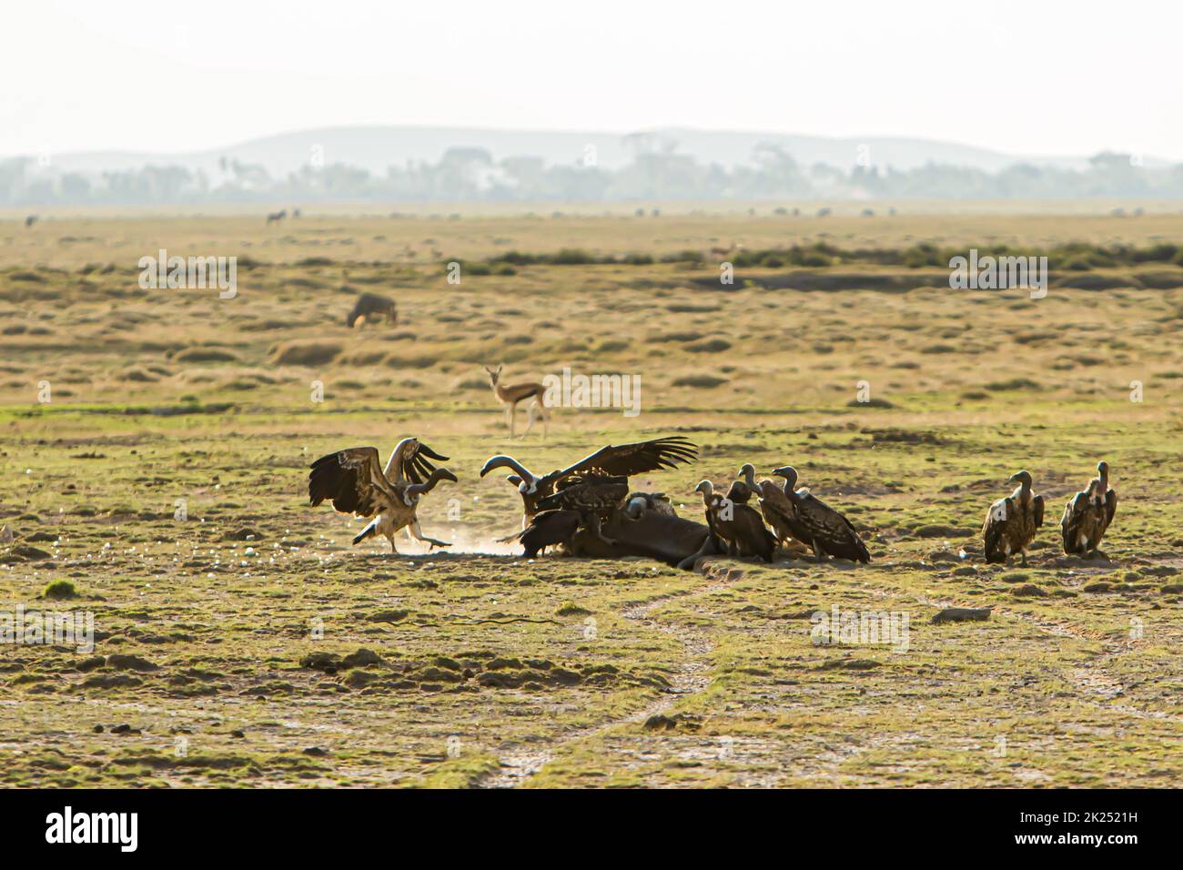 Rare scene of vultures eating a carcas od a dead animal in Amboseli