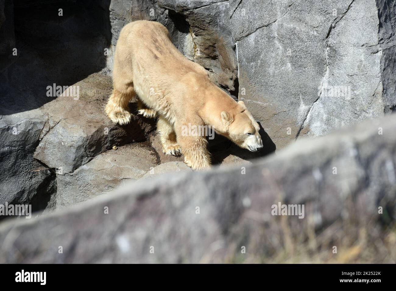 Eisbär im Zoo Schönbrunn in Wien, Österreich, Europa - Ice bear in Schönbrunn Zoo in Vienna, Austria, Europe Stock Photo