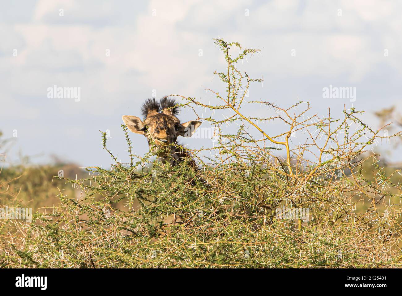 Close-up of a giraffe eating a bush in Amboseli National Park, Kenya Stock Photo