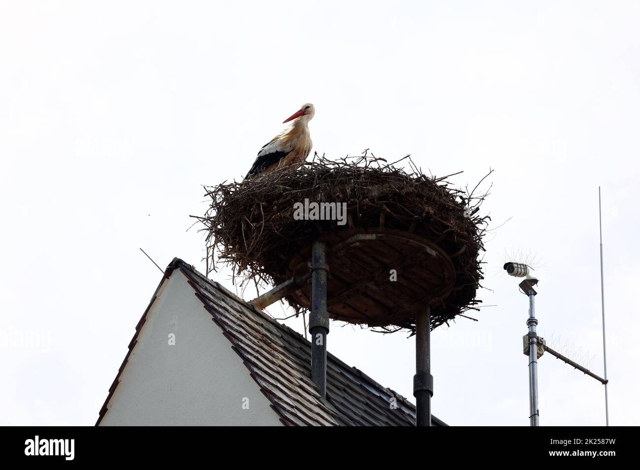 Storchennest mit Storch auf dem Kirchturm von Gundelfingen (Landkreis Breisgau-Hochschwarzwald) Stock Photo