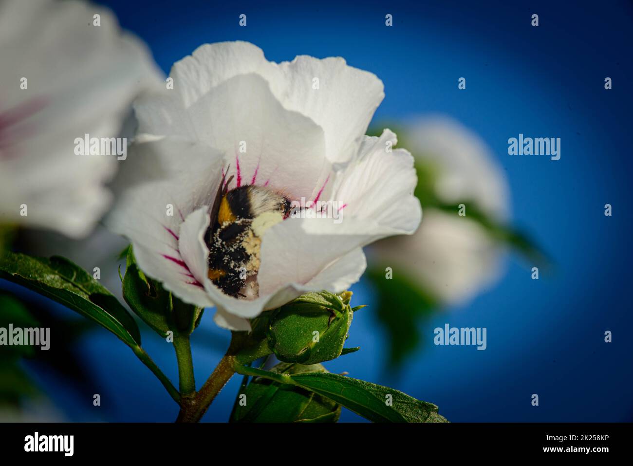 abeja dentro de la flor Stock Photo