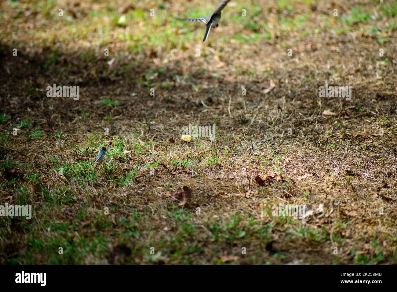 uir volando Stock Photo