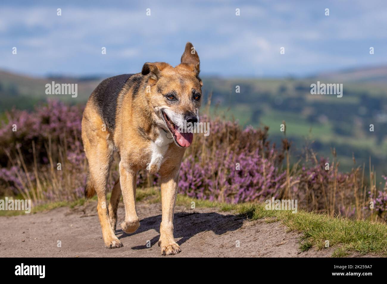 Happy senior dog with tongue hanging out walking on moorland with purple heather flowering, Ilkley Moor, Yorkshire, England, UK Stock Photo