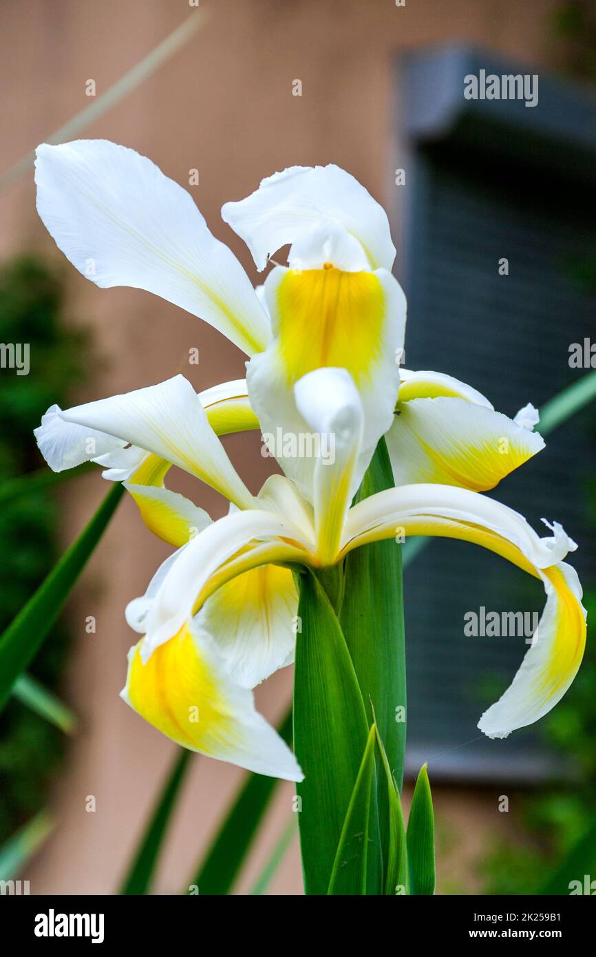 Close up of a white and yellow lily flower Stock Photo