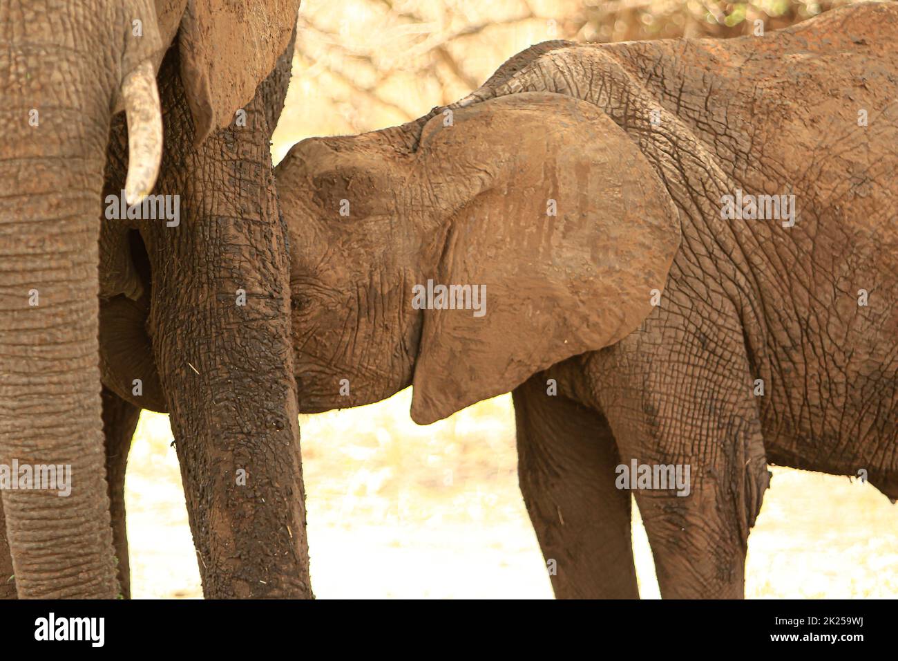 Breastfeeding of a baby elephant photographed during a touristic safari