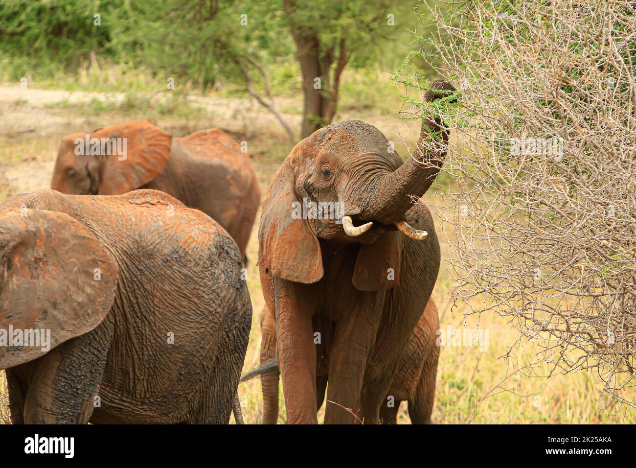 Herd of elephants eating and grazing in the bush, photographed during a