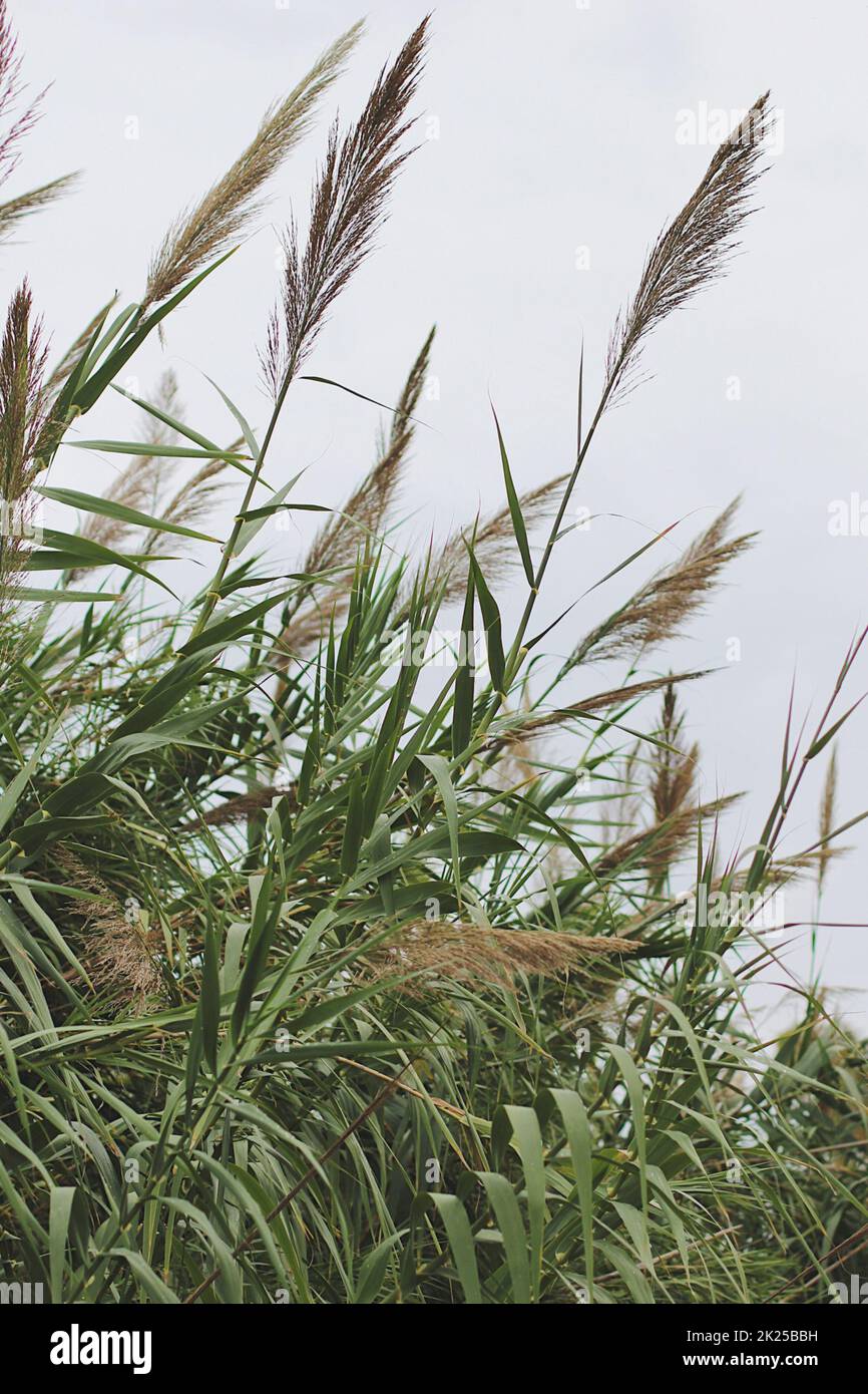 Bone Grass Sambau Type Plant That Stock Photo 2316250677