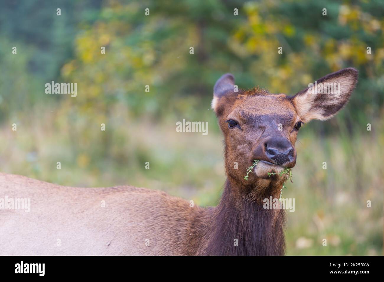 Mountain Bull Elk , Colorado, USA Stock Photo